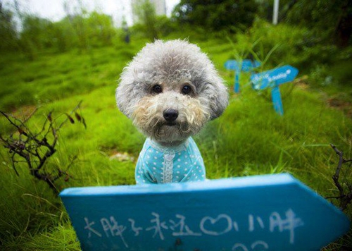你才呆萌你全家呆萌