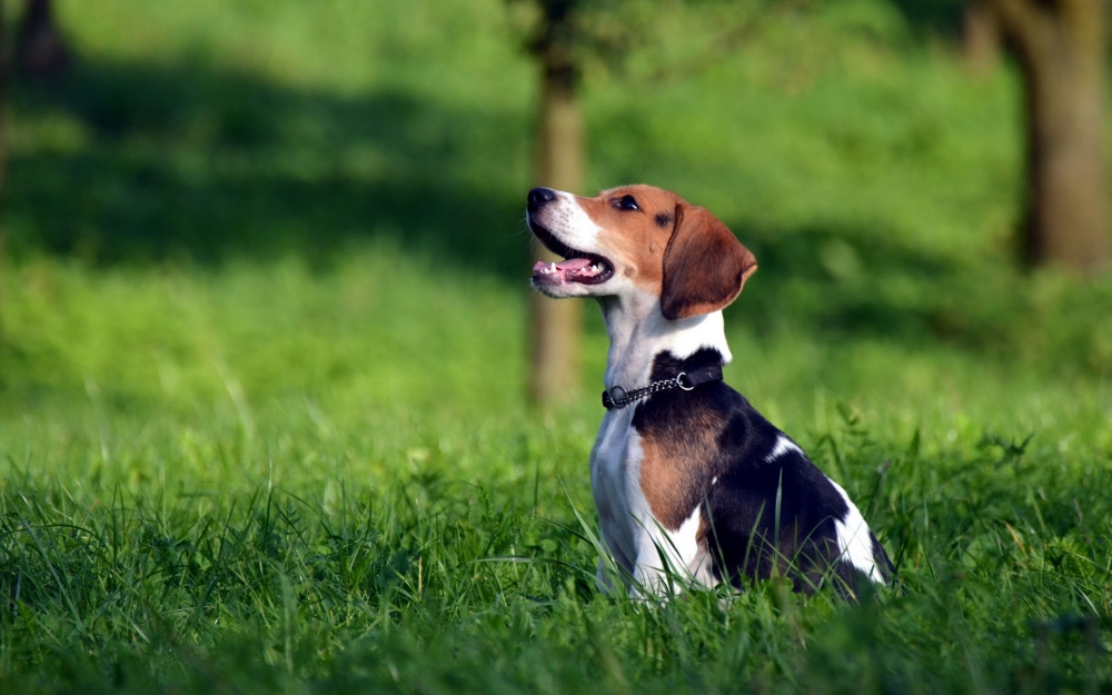 可爱狗狗比格犬高清图片电脑桌面壁纸