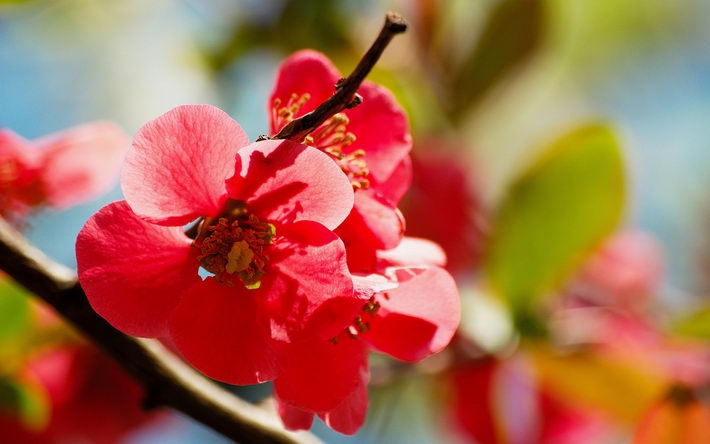 春季绿色萌芽摄影桌面壁纸