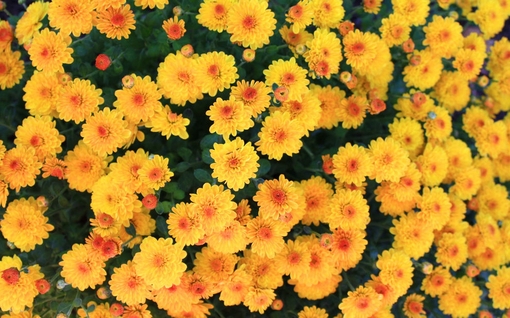 把你美丽的玫瑰花点缀