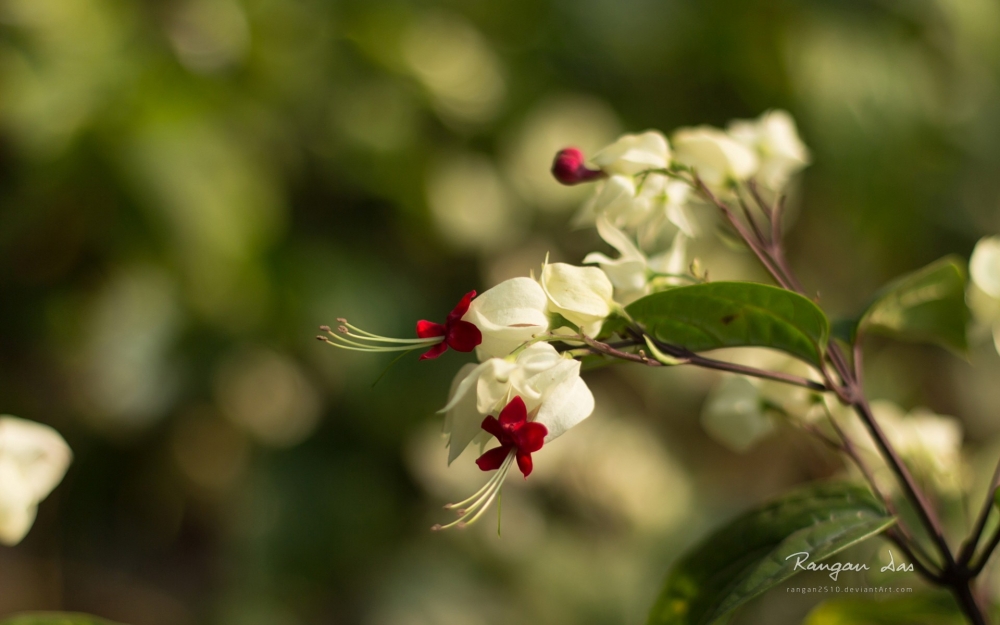 《花园一瞥》第三辑 鲜花花蕾宽屏壁纸