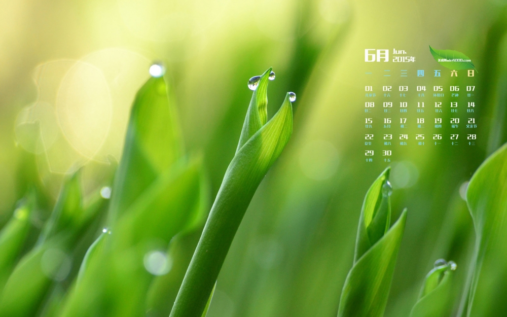 2015年6月日历壁纸绿色嫩芽高清护眼植物图片下载