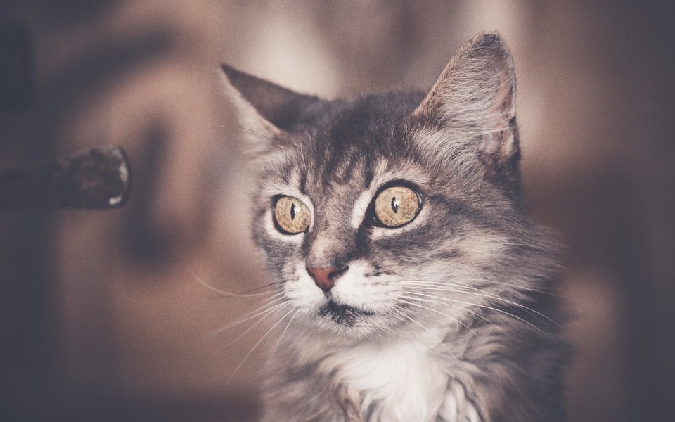 可爱萌猫桌面壁纸图集
