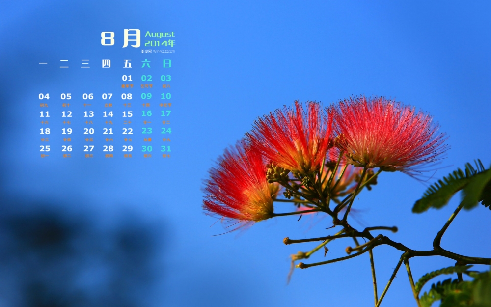 2014年8月日历绿色植物合欢花电脑桌面壁纸