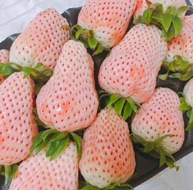 拥有草莓届最高颜值の草莓