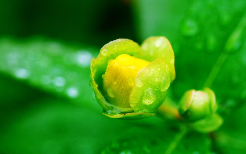 小清新绿色护眼花卉植物桌面壁纸下载