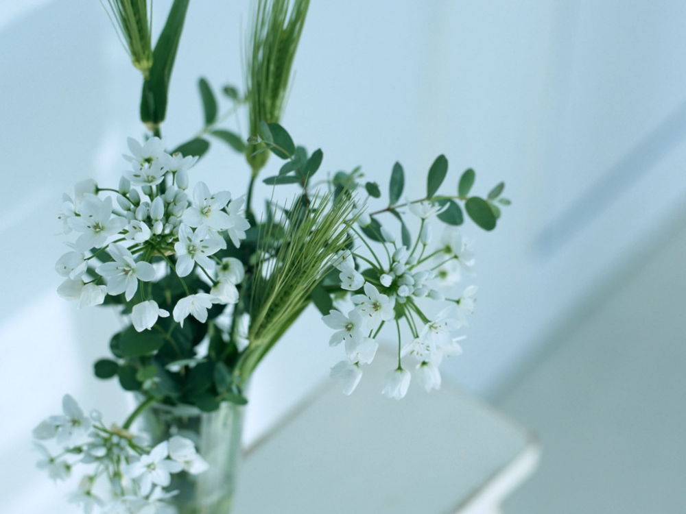温馨室内花卉植物清新叶子高清图片
