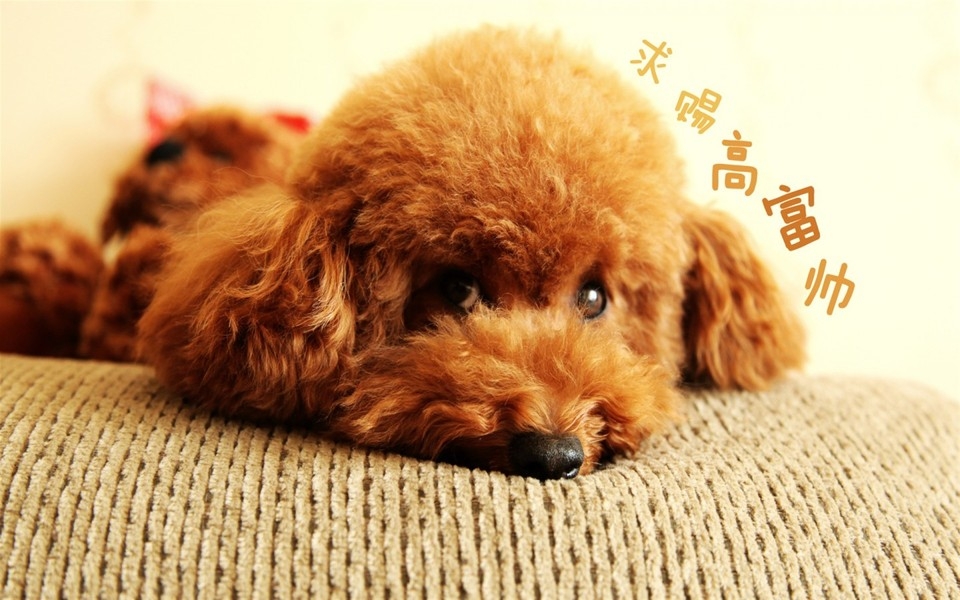 光棍节壁纸：为爱情而鼓舞
