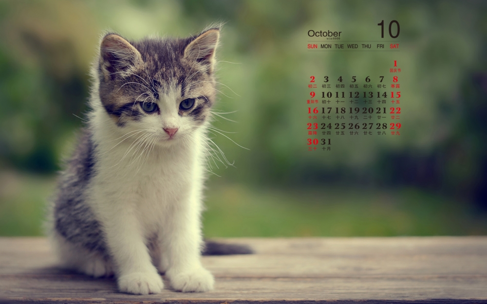 2016年10月日历忧郁的小猫咪电脑壁纸