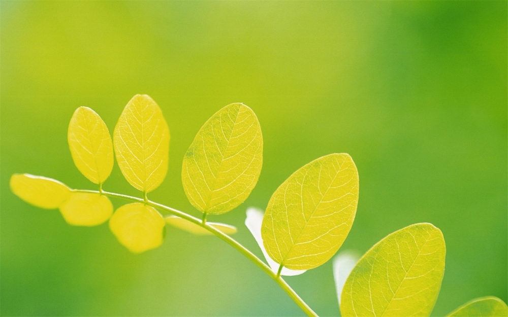 小清新植物绿色护眼桌面壁纸下载