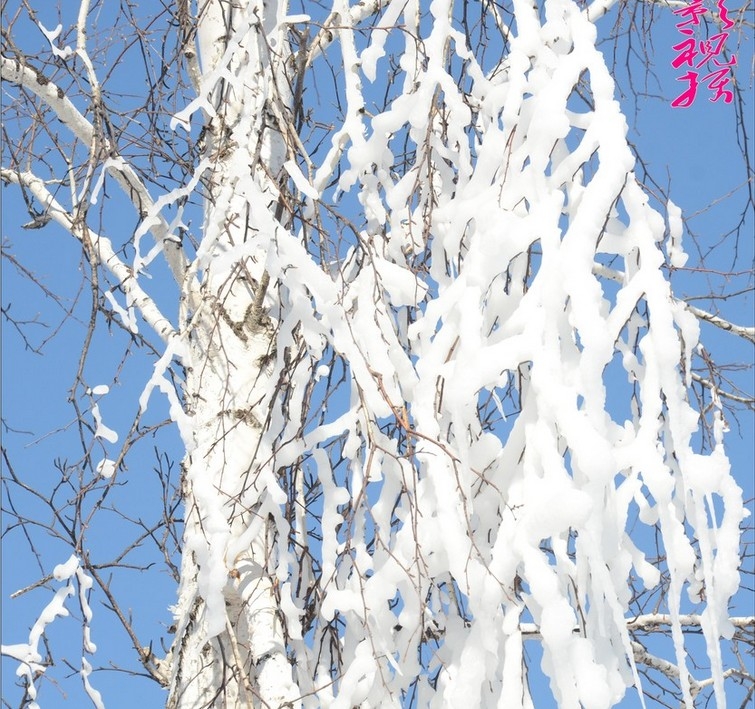 玉树琼花风景摄影