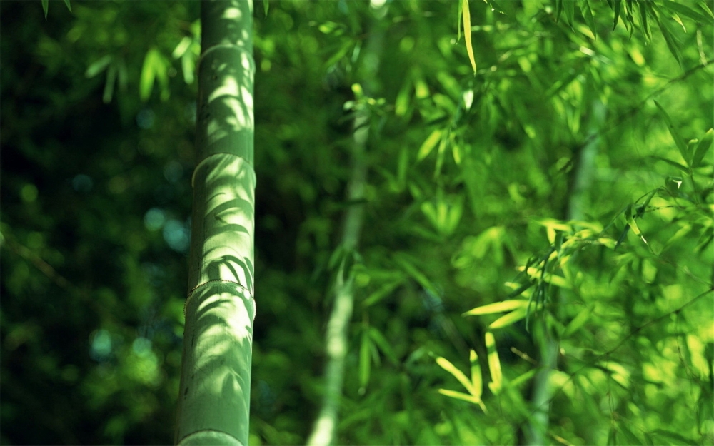 小清新植物绿色护眼桌面壁纸下载