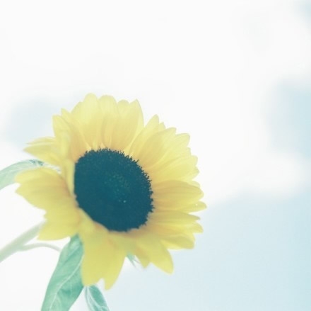 错过了花期花怪谁小清新伤感图片