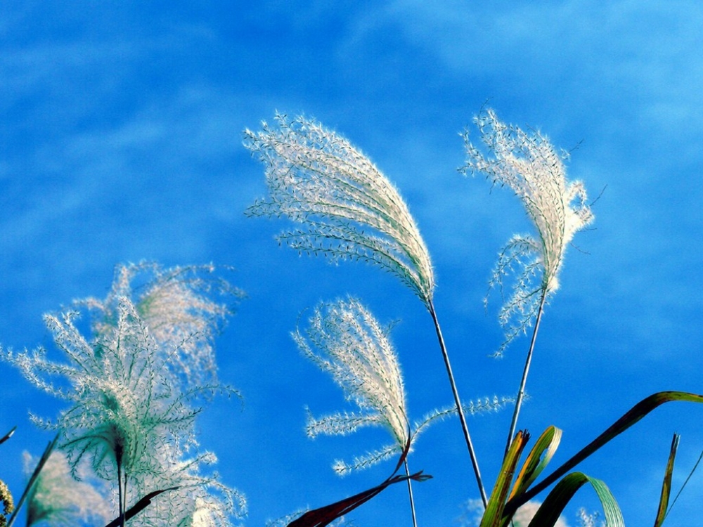 浪漫气息花草唯美桌面壁纸图片