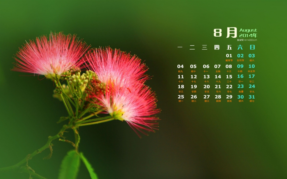 2014年8月日历绿色植物合欢花电脑桌面壁纸
