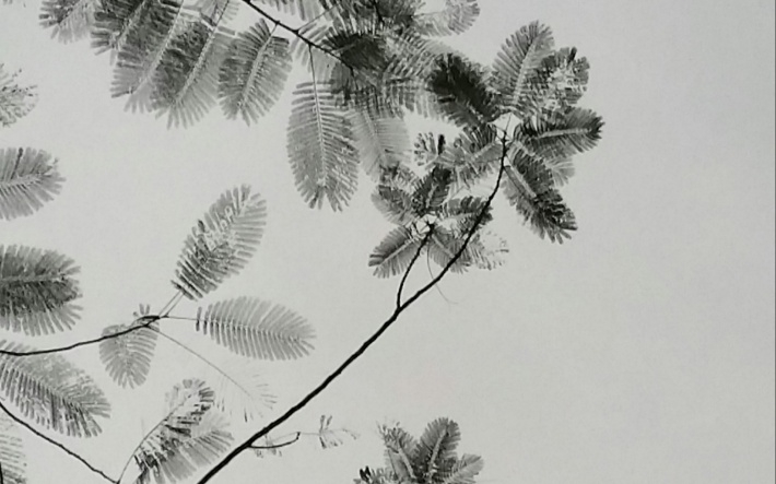 写意水墨画叶子摄影桌面壁纸