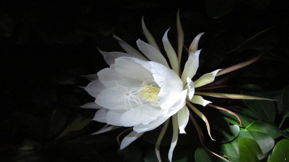 白色的昙花