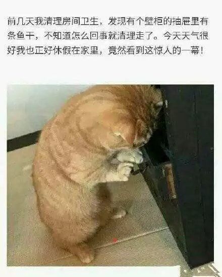 谁偷了我得鱼干？