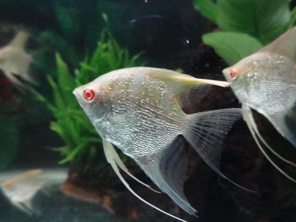优美的燕鱼