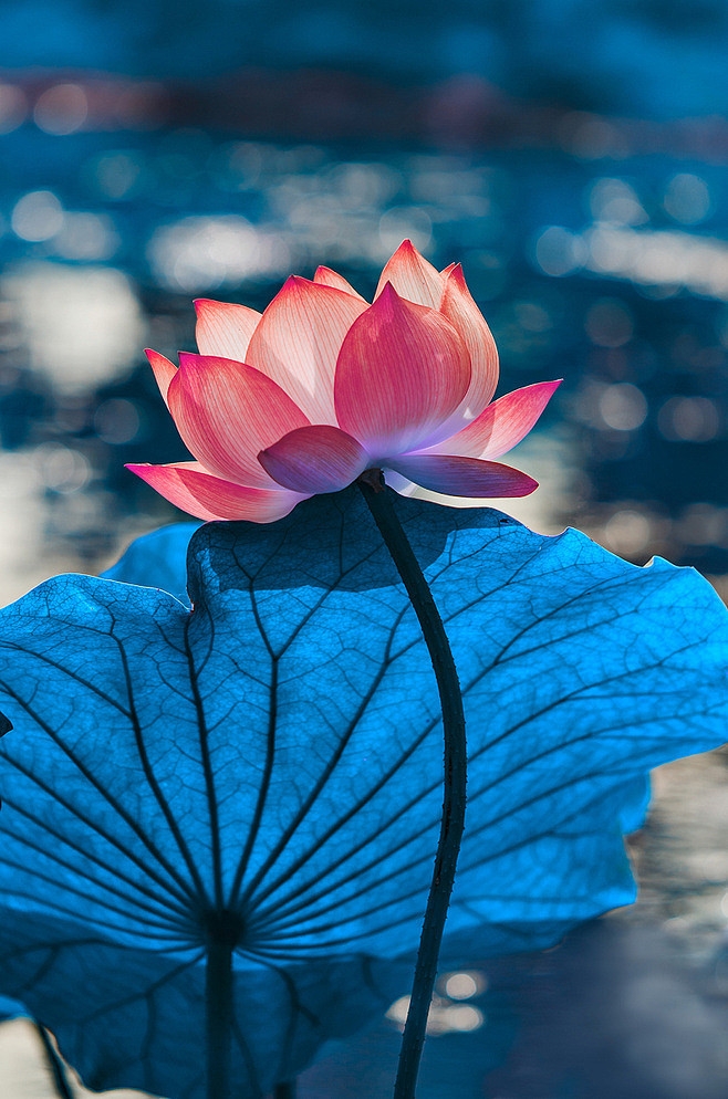 关于花朵的唯美治愈系图片