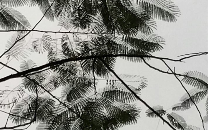 写意水墨画叶子摄影桌面壁纸