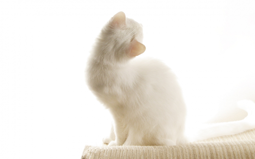 1920猫咪写真 第六辑