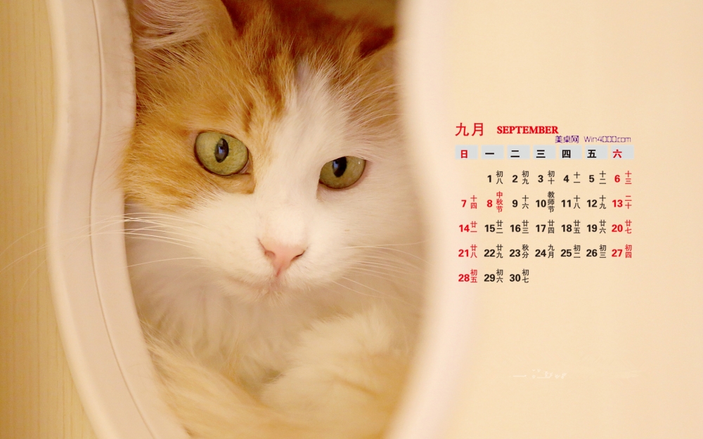 2014年9月日历桌面壁纸可爱的超萌宠物小猫图片