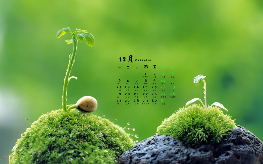 2016年12月日历小清新护眼绿色植物高清壁纸