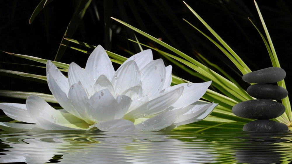 白色的昙花