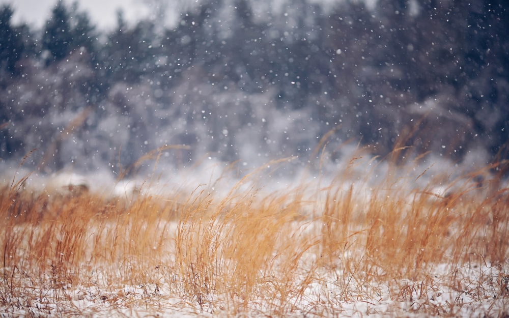 搜狗风光雪花飘飘