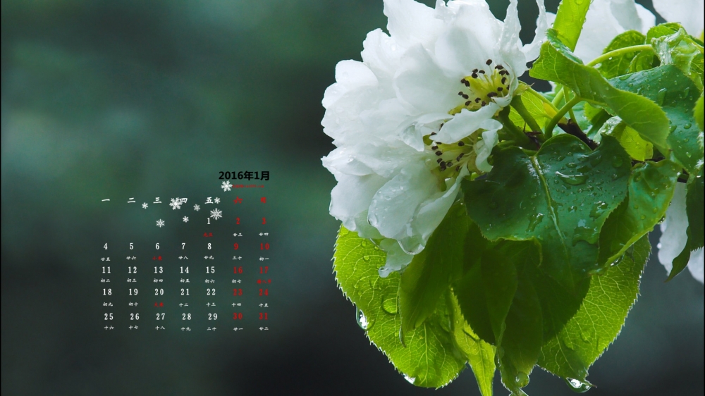 2016年1月风景日历绿色护眼壁纸下载3