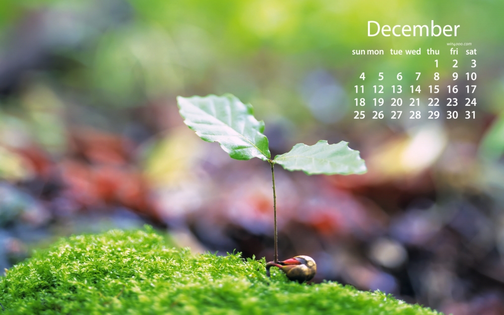 2016年12月日历绿色护眼图片桌面壁纸