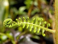 叶子的细节