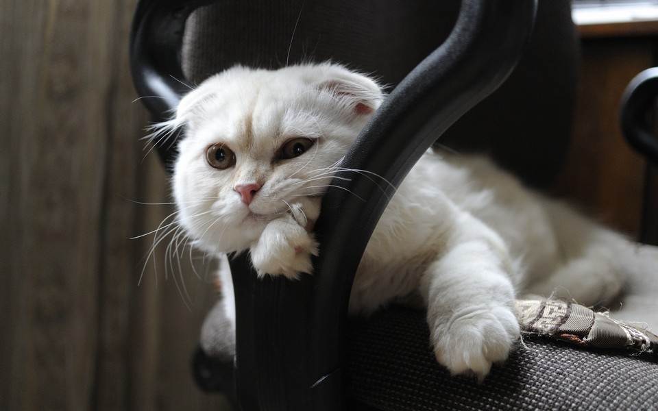可爱萌猫桌面壁纸图集