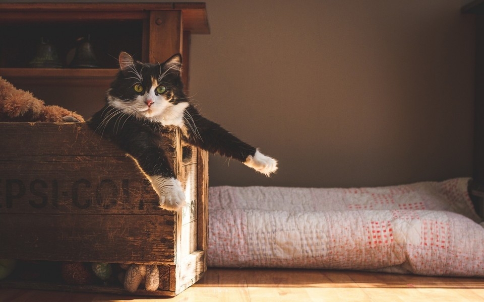 可爱萌猫桌面壁纸图集