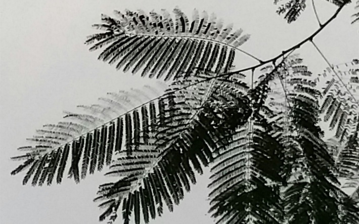 写意水墨画叶子摄影桌面壁纸