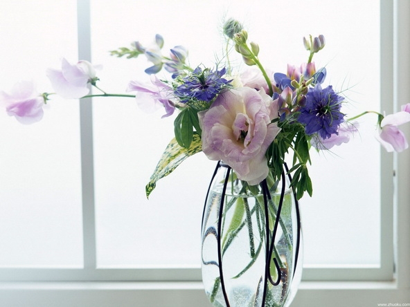 室内花桌面壁纸 1440X900【10P】