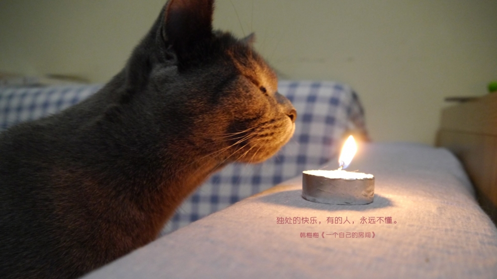 可爱猫咪唯美电脑桌面壁纸