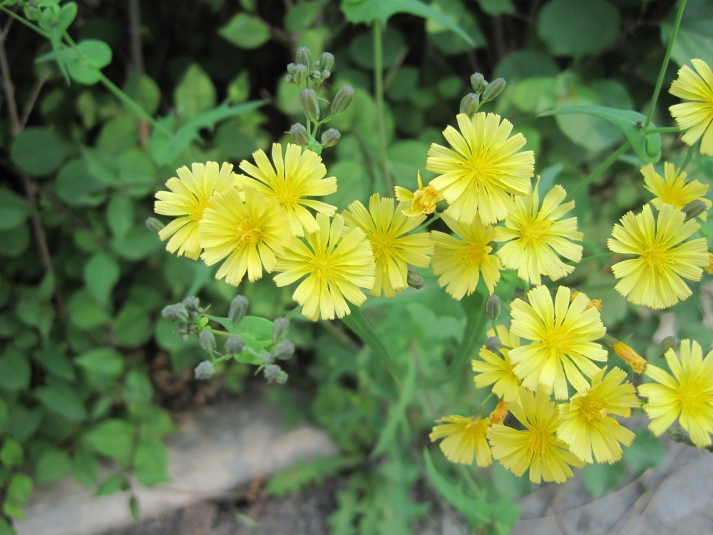 苦菜花花卉黄色花朵桌面壁纸