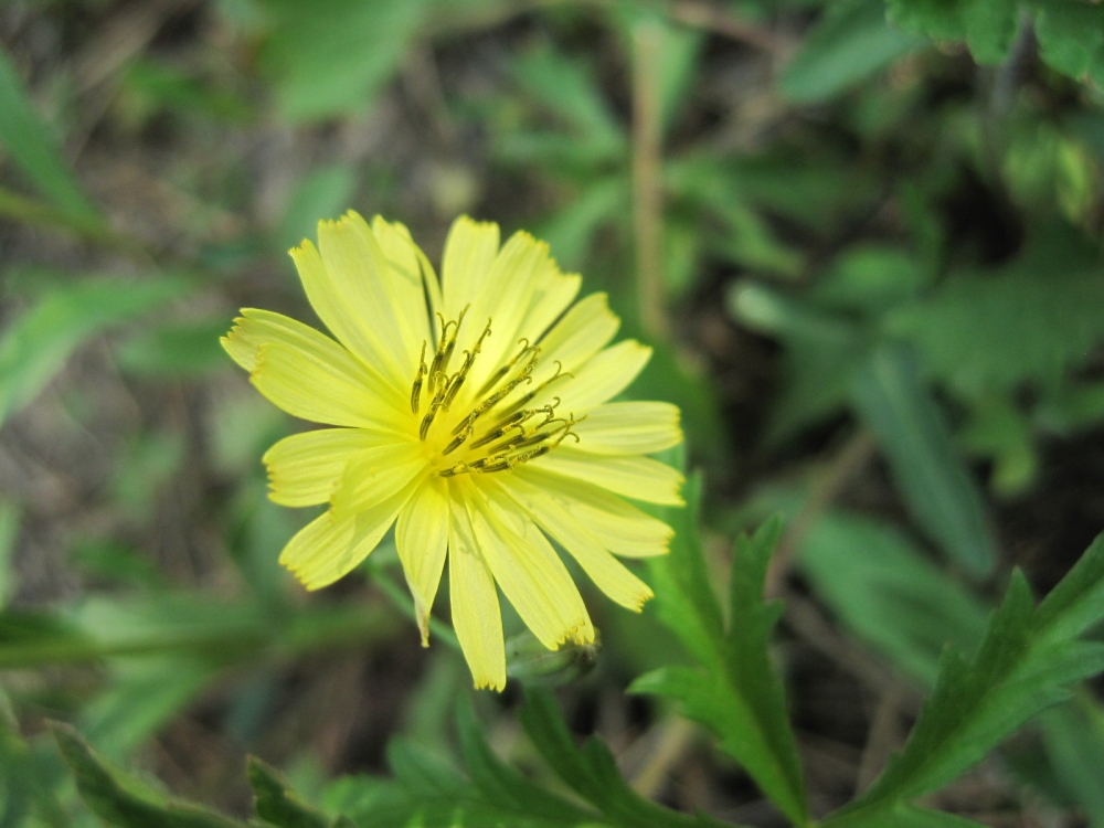苦菜花花卉黄色花朵桌面壁纸