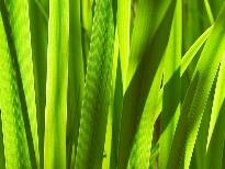 多彩植物