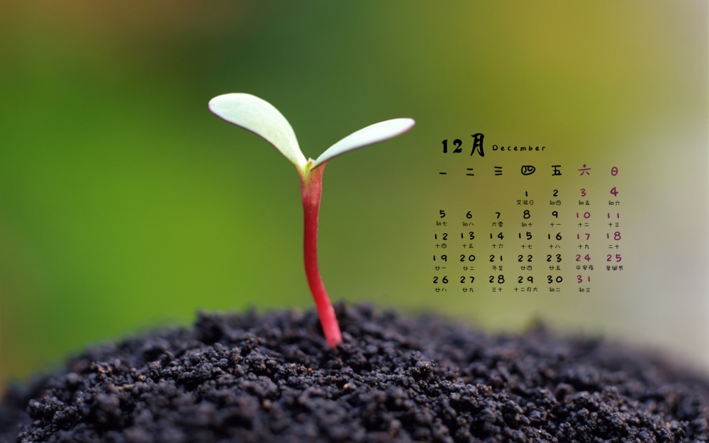 2016年12月日历保护眼睛的绿色小清新植物高清电脑壁纸