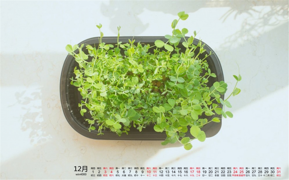 2016年12月日历小清新绿色植物桌面壁纸大全