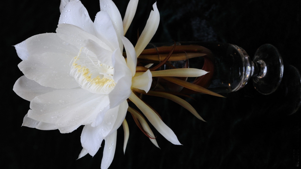白色的昙花