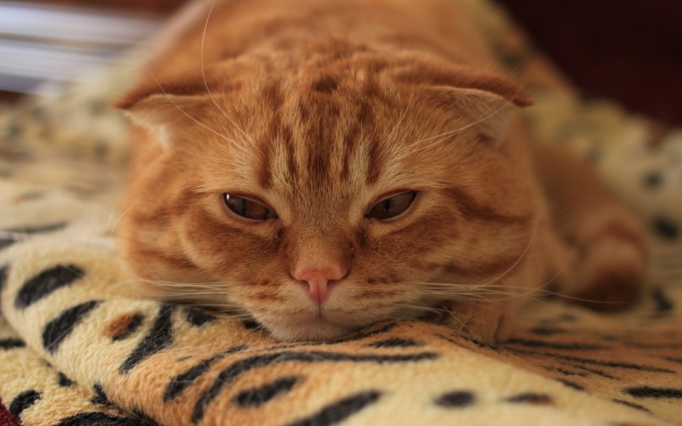 可爱萌猫桌面壁纸图集