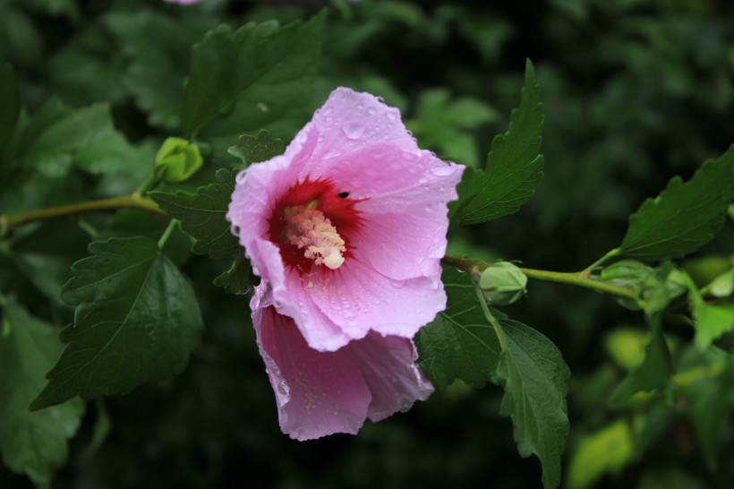 雨后紫色木芙蓉图片