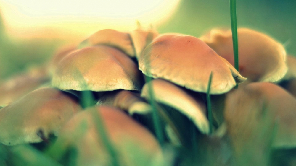清新植物摄影高清唯美桌面壁纸图片