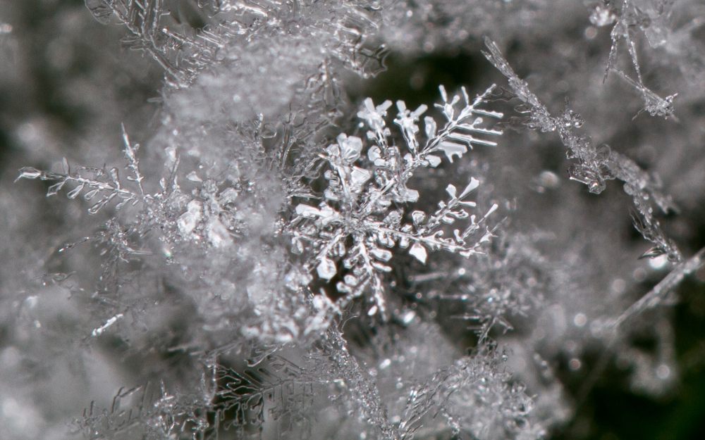 冬天冰雪植物宽屏壁纸