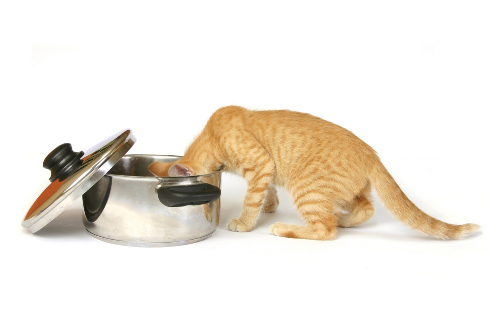 1920猫咪写真 第六辑