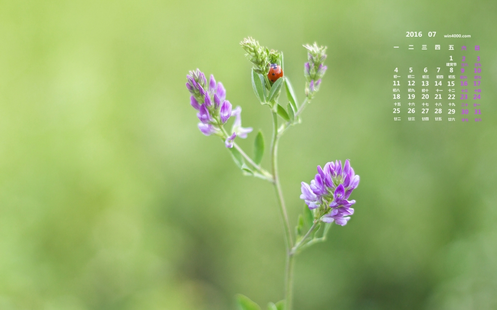 2016年7月日历唯美花卉桌面壁纸